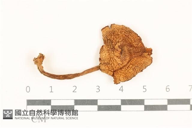 登錄號:F0037025藏品圖，第1張