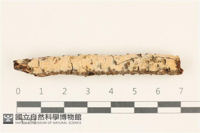 登錄號:F0019025藏品圖，第1張