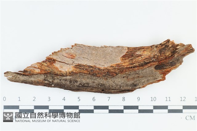 登錄號:F0039025藏品圖，第1張