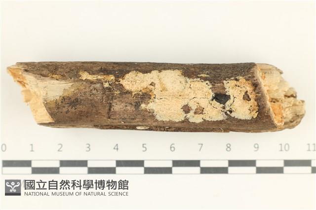 登錄號:F0038325藏品圖，第1張