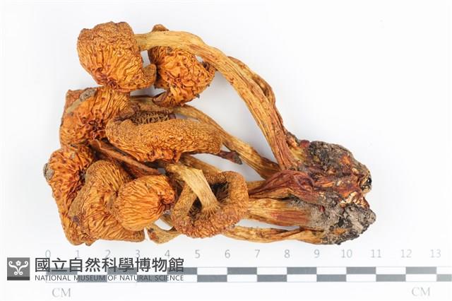 登錄號:F0036325藏品圖，第1張