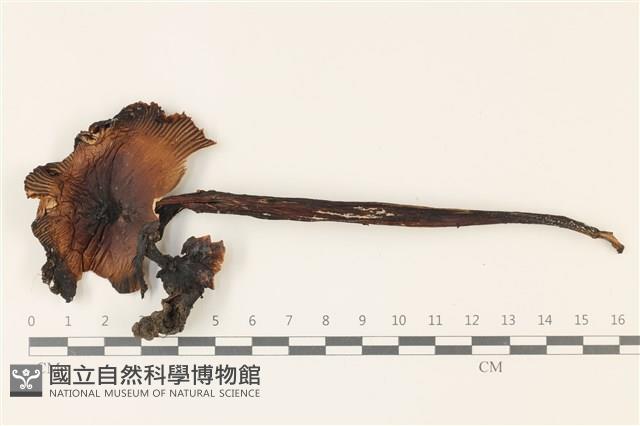 鵝膏屬藏品圖，第1張