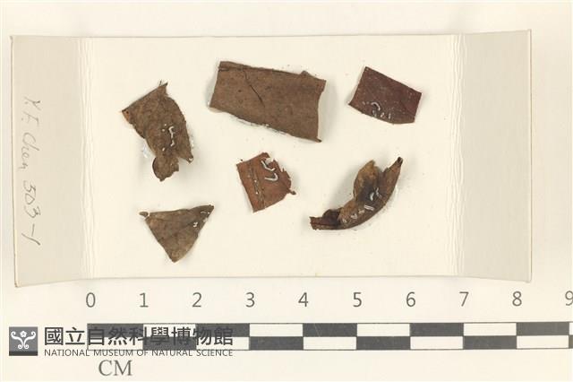Accession Number:F0018205 Collection Image, Figure 1, Total 2 Figures