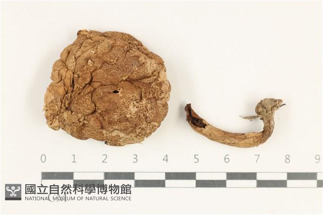 登錄號:F0038205藏品圖，第1張