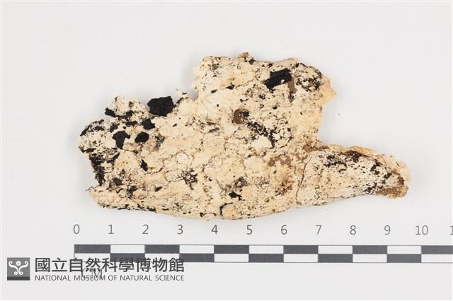 登錄號:F0036205藏品圖，第1張