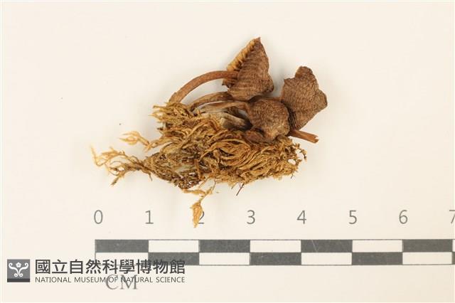登錄號:F0037205藏品圖，第1張