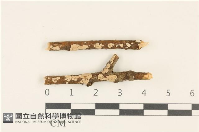 登錄號:F0036805藏品圖，第1張