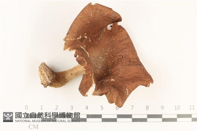 登錄號:F0037805藏品圖，第1張