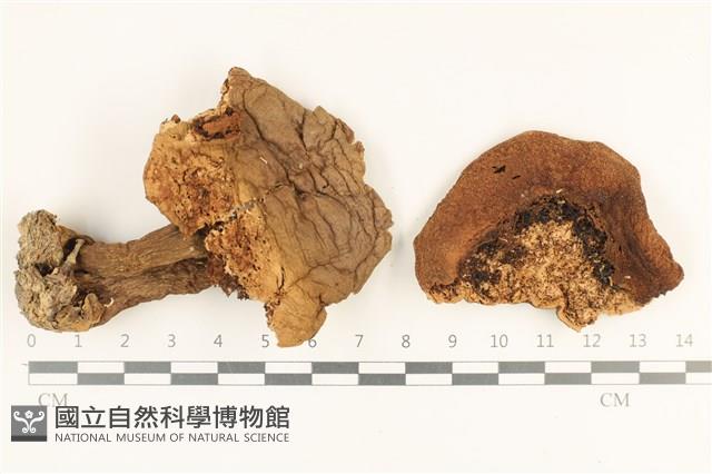 登錄號:F0036905藏品圖，第1張