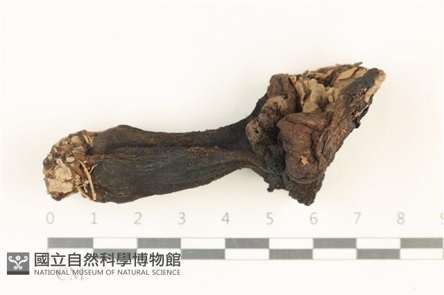 登錄號:F0037905藏品圖，第1張