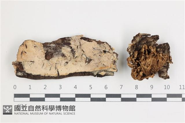 登錄號:F0035905藏品圖，第1張