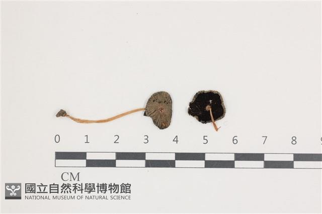 登錄號:F0036605藏品圖，第1張