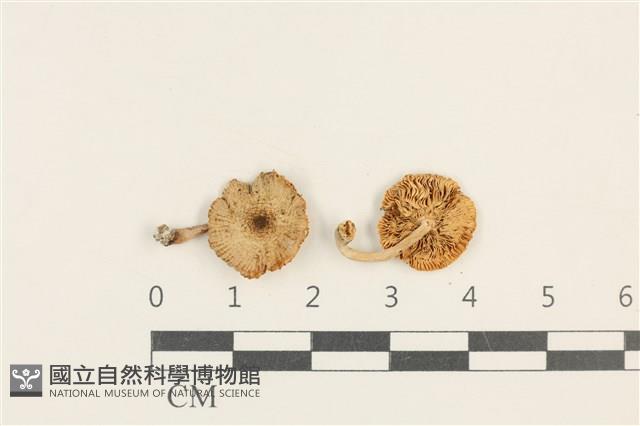 館號:F0037605藏品圖，第1張