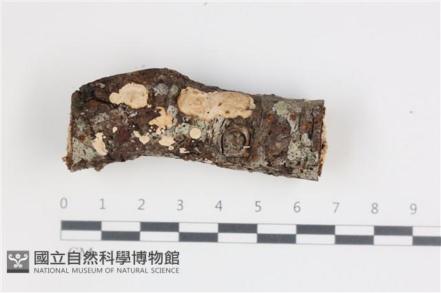 刺皮菌屬藏品圖，第1張