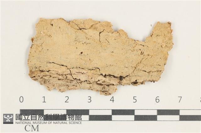 登錄號:F0038405藏品圖，第1張