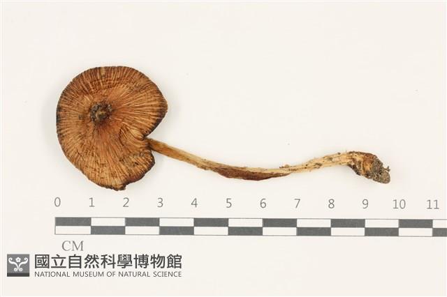 登錄號:F0037405藏品圖，第1張
