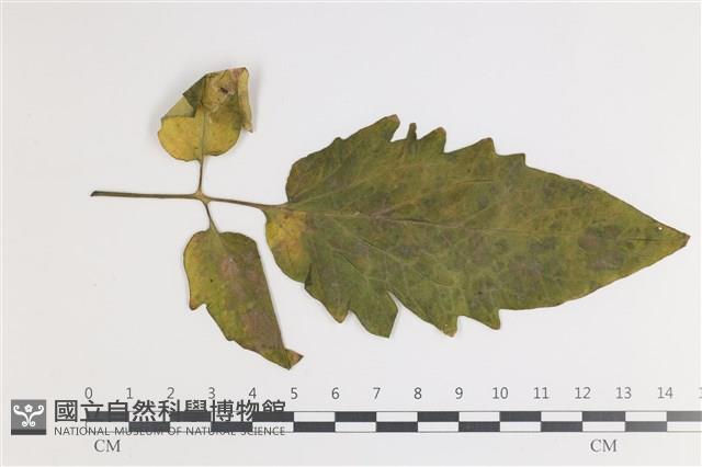登錄號:F0035405藏品圖，第1張