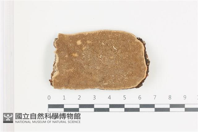 登錄號:F0036705藏品圖，第1張