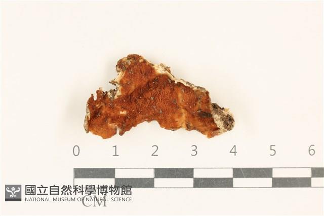 登錄號:F0017705藏品圖，第1張
