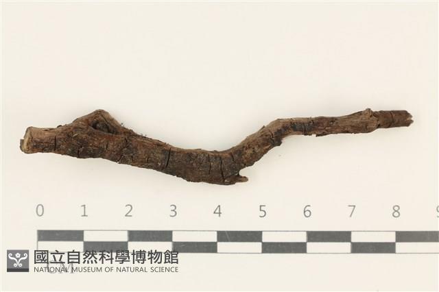 登錄號:F0037705藏品圖，第1張