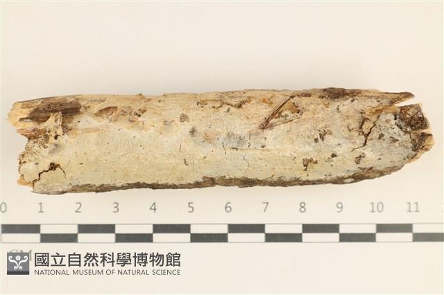 登錄號:F0038505藏品圖，第1張