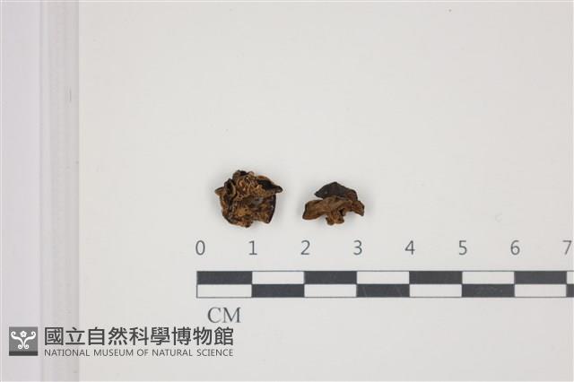 毛木耳藏品圖，第1張