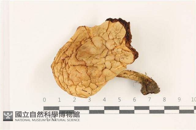 館號:F0037505藏品圖，第1張