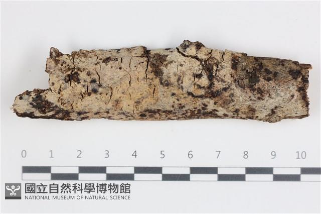 刺皮菌屬藏品圖，第1張
