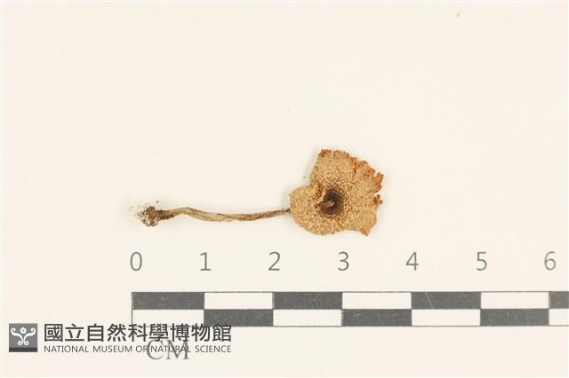 登錄號:F0037105藏品圖，第1張