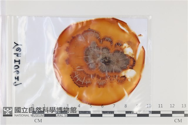 登錄號:F0035105藏品圖，第1張