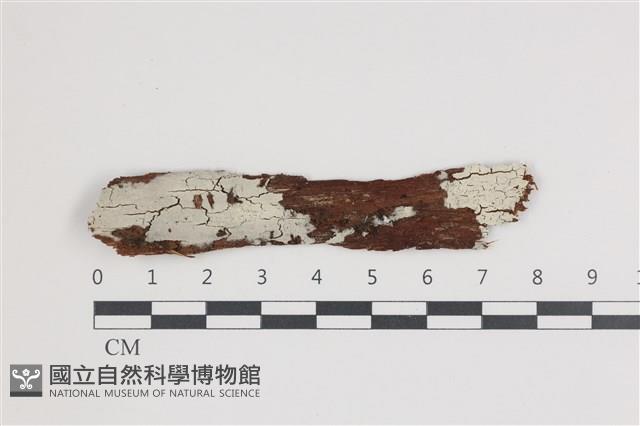 登錄號:F0036005藏品圖，第1張