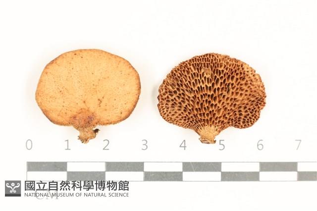 登錄號:F0037005藏品圖，第1張