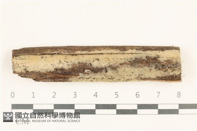 登錄號:F0019005藏品圖，第1張