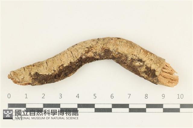 登錄號:F0038305藏品圖，第1張