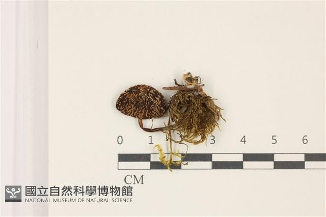 登錄號:F0037305藏品圖，第1張