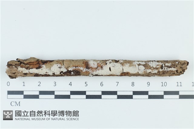 登錄號:F0039305藏品圖，第1張