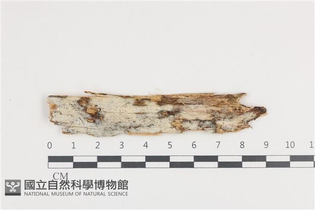 登錄號:F0036215藏品圖，第1張