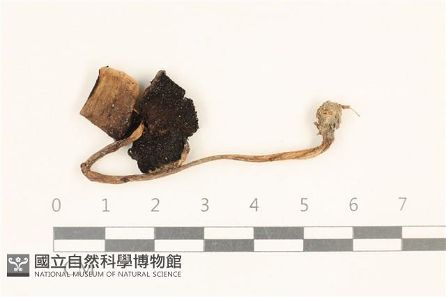 登錄號:F0037215藏品圖，第1張