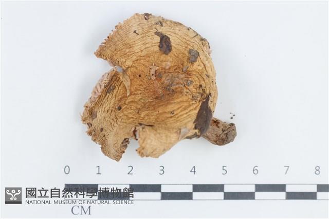 紅菇屬藏品圖，第1張