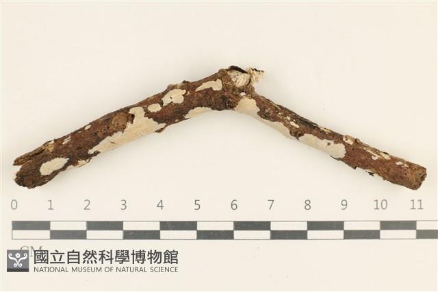 刺皮菌屬藏品圖，第1張