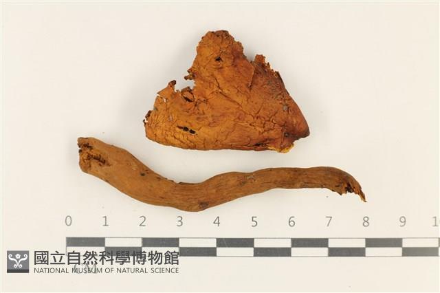 登錄號:F0037815藏品圖，第1張