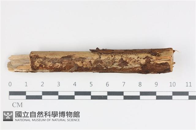 登錄號:F0035815藏品圖，第1張