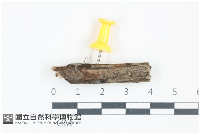 登錄號:F0038915藏品圖，第1張