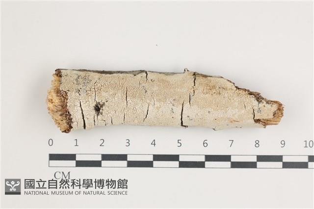 登錄號:F0035915藏品圖，第1張