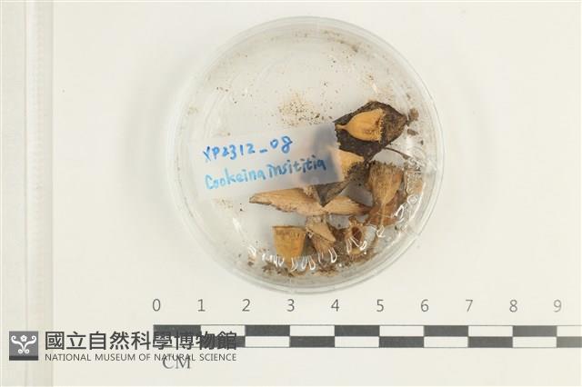 登錄號:F0038615藏品圖，第1張