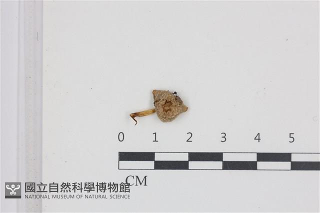 利氏小菇藏品圖，第1張