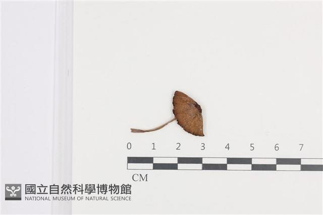 登錄號:F0036415藏品圖，第1張