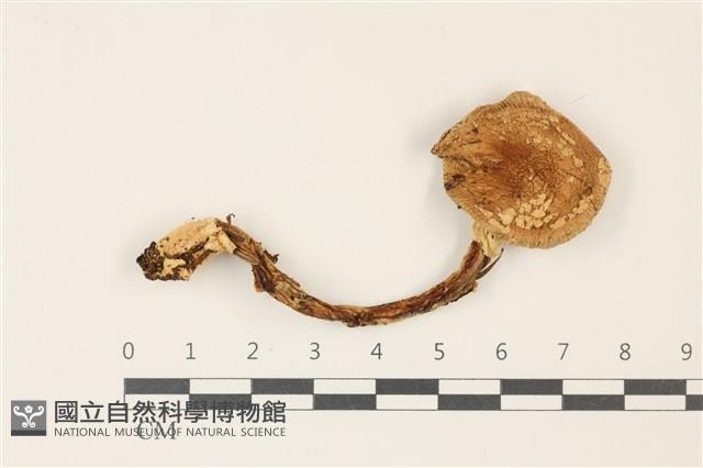 登錄號:F0037415藏品圖，第1張