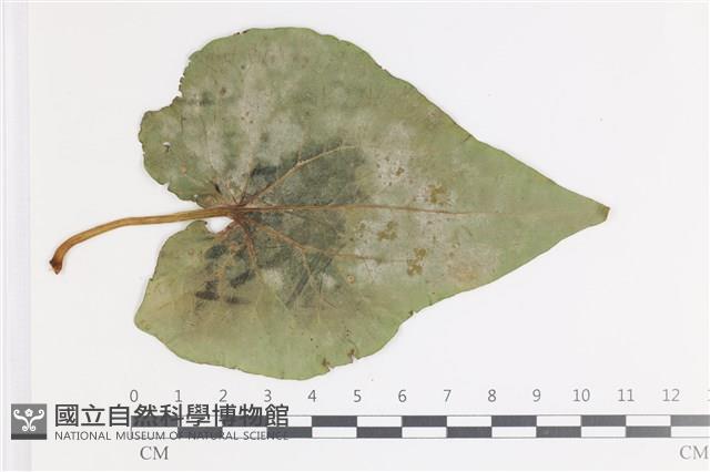 登錄號:F0035415藏品圖，第1張