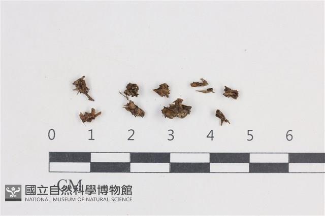 登錄號:F0038715藏品圖，第1張